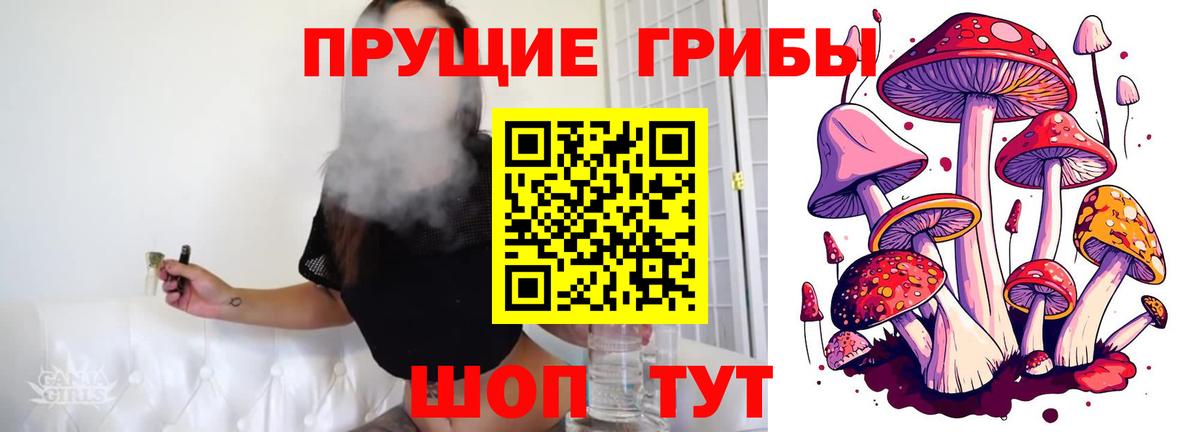 Псилоцибиновые грибы GOLDEN TEACHER Кисловодск